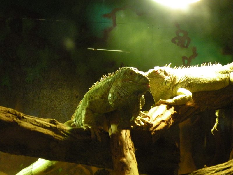  iguane